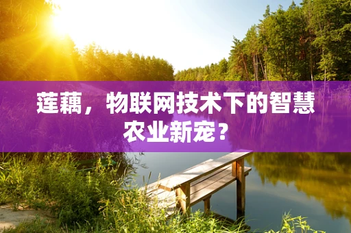 莲藕，物联网技术下的智慧农业新宠？