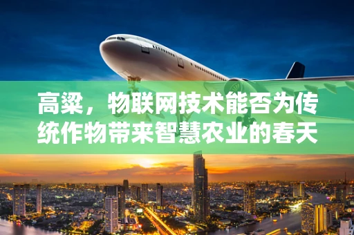 高粱，物联网技术能否为传统作物带来智慧农业的春天？